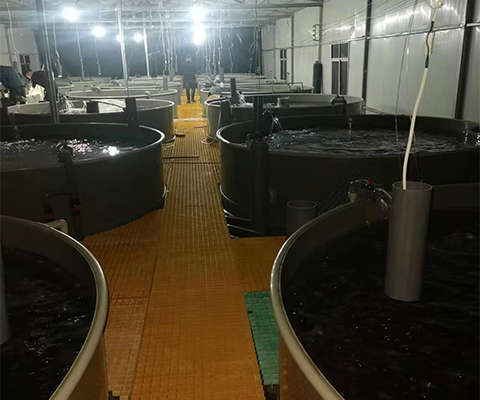 苗种孵化区